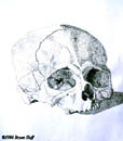 Skull